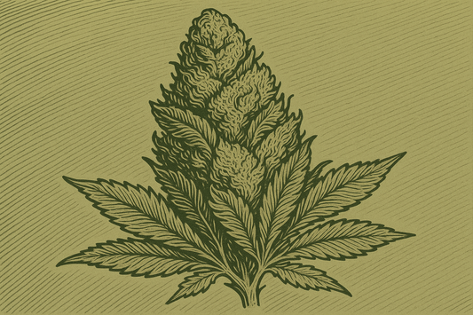 The Craft of the Cure: Why Our Bud Hits Different