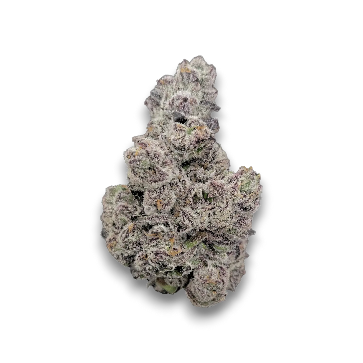 Blue Lobster 26 Grams (PRE-ORDER ONLY)